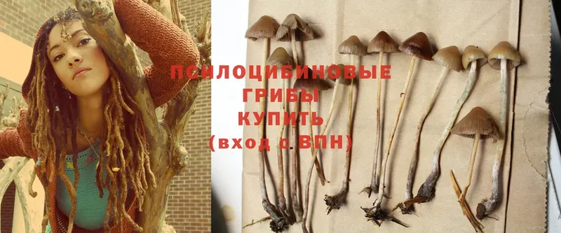 где продают   Островной  Псилоцибиновые грибы MAGIC MUSHROOMS 